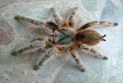 Grammostola spec Concepcion
